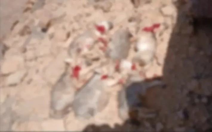 Errachidia : indignation apres le massacre de louveteaux, enquete ouverte et debat sur la protection de la faune au Maroc